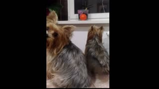 Dogs ask to play ball and whine