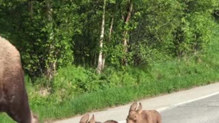 Mama Moose and Twins Make Their Way Down Road