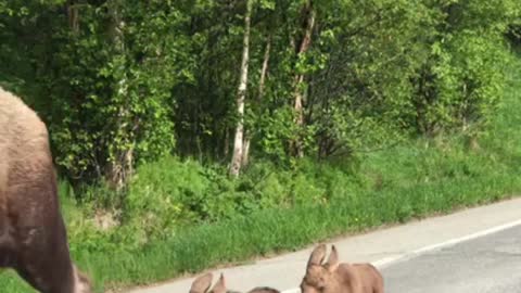 Mama Moose and Twins Make Their Way Down Road