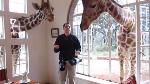 Giraffes Stick Heads Inside Manor For Tasty Treats