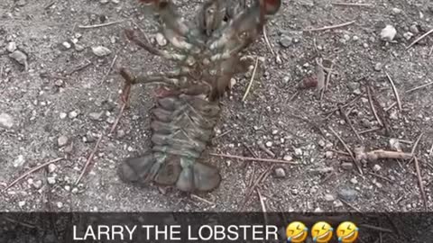 Watch Lary the Lobster working on summer body!