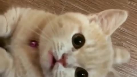 Cute cat meawww sound