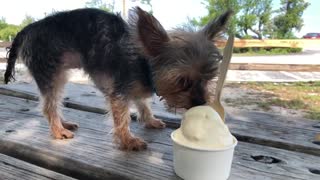 Little Yorkie enjoys ICE CREAM