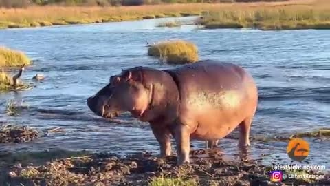 Amazing Lion Crossing Hippo Atack 😱😱