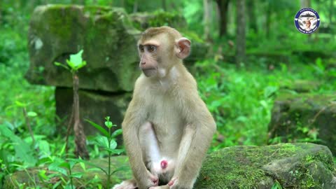 Sexxuale lern monkey Super funny monkey of Savana Team enjoy new life in Bayon Jungle funnymonkey