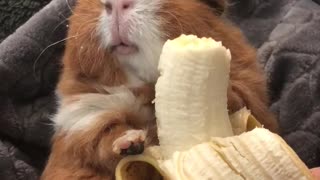 Guinea Pig Bites down on Banana