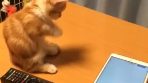 Kitten attempts to play with tablet, fails adorably