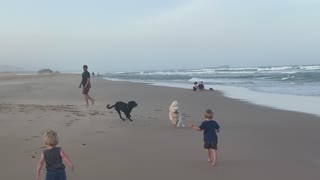 Dogs Bound Over Little Boy