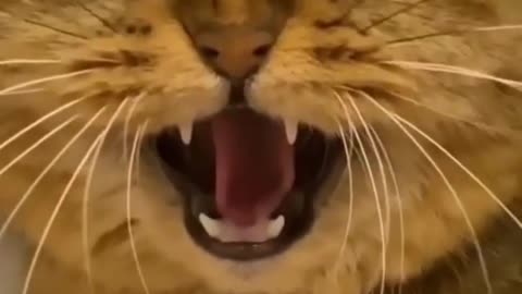 Cat videos funny videos