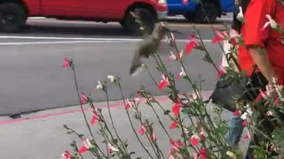 Humming Bird in Estes Park Colorado