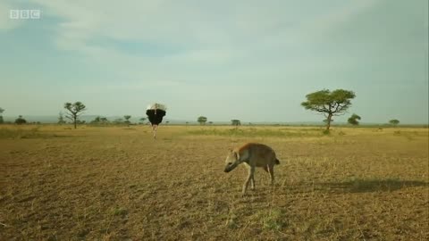 Zalika the Hyena FIGHTS an Ostrich _ Serengeti - BBC