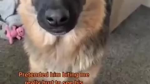 He really scared🤣🤣😂 Funny dog video 🤣