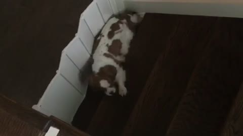 Small white dog with brown spots crawls through crack in stairs to get past doggy gate