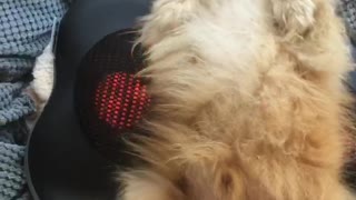 Pampered Pooch Enjoys a Back Massage