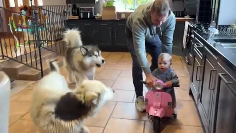 Adorable Baby Boy Learns To Ride A Scooter With His Huge Dog! (Cutest Ever!!)