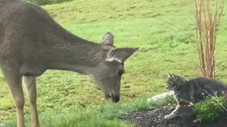 Cat and Deer Almost Kiss
