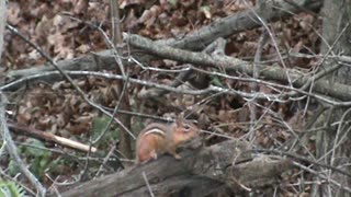 Alvin the chipmunk asking for treats.