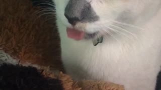Cat sticking its tongue in and out quickly