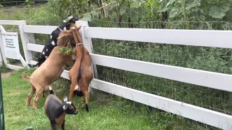 Goats make time to EAT the flowers!
