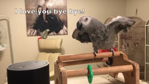 African Grey Talking Parrot in GOLO Style