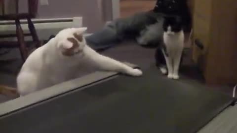 cats vs. treadmill