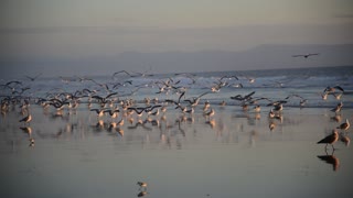 Seaguls and other ocean birds on Sunset beach in California