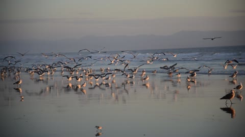 Seaguls and other ocean birds on Sunset beach in California