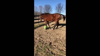 My horse Loves his Jolly Tug Ball