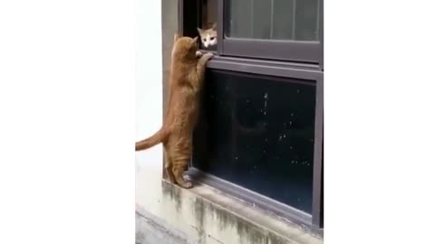 I Think These Cats Are Broken! Laugh At Funny Cats Animals World