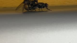 These Three Flies are Very Close