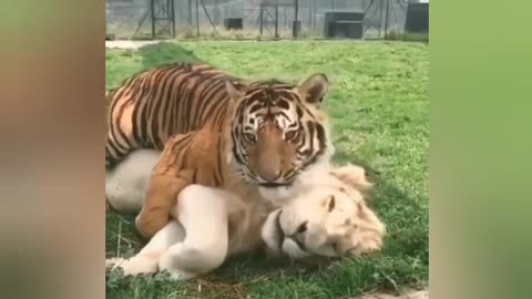 Tiger ,lion, Leopard and jaguar friendship