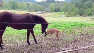 Horse takes mouse away from Malinois dog