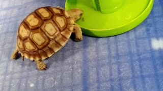 Turtle Drinking Water in The Morning