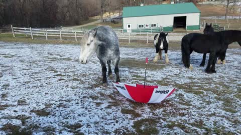Silly horse keeps smacking himself in face with umbrella handle