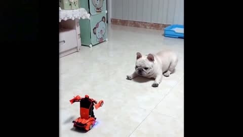 This is how pets are play