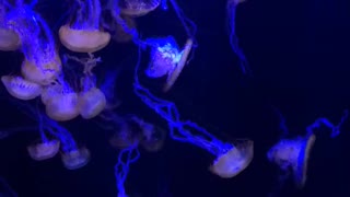 Jellyfish At Wonders Of Wildlife Aquarium