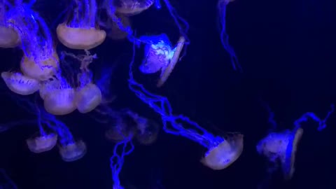 Jellyfish At Wonders Of Wildlife Aquarium