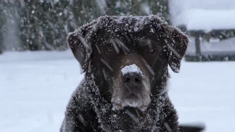 How does this dog feel under this snow