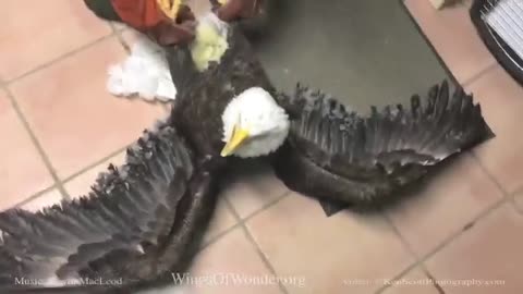 Rescue and cure a white-headed eagle caught in the ice