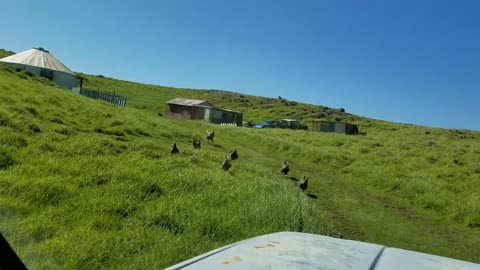 My Chickens Are Happy To See Me