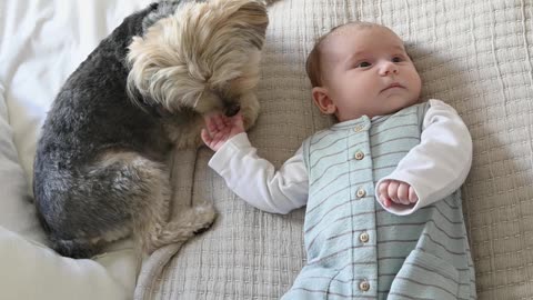 Cute Puppies and Babies Playing Together Compilation