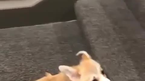 Cute Puppy Climbing Stairs