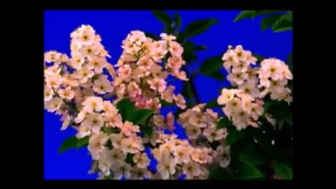 Tchaikovsky Waltz of Flowers blooming time lapse