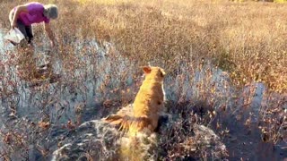 Golden Retriever puppy discovers her love for cranberry picking