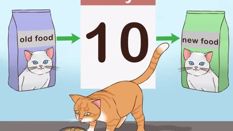 Helpful Tips for changing cat food