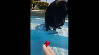 The dog loves to eat flowers in the pool.