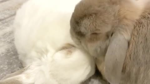 Bunny love and kisses 2021