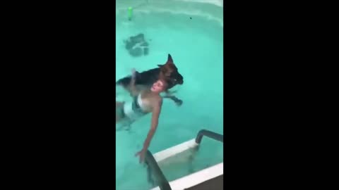 The Lifeguard Dog - Funniest Animals Video - Funny Dog