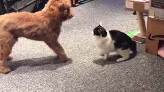 Cat and dog play fighting in living room