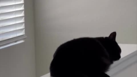Adopting a Cat from a Shelter Vlog - Cute Precious Piper Chilling Out on Stairwell Wall #shorts
